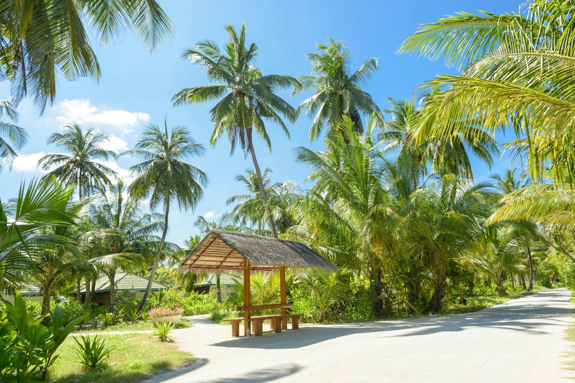 Paradise background